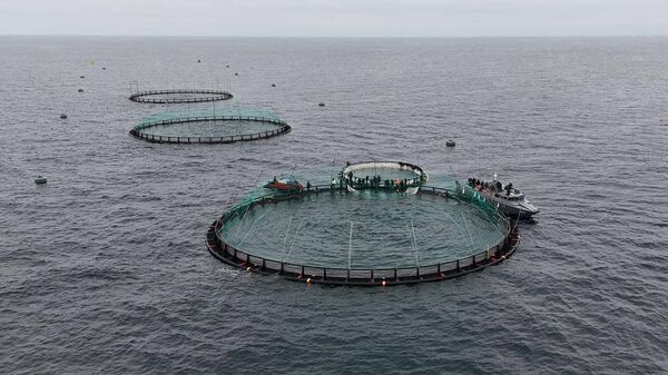 В Мангистау реализуется первый в Центральной Азии проект морской аквакультуры
 - Sputnik Казахстан