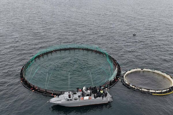 В Мангистау реализуется первый в Центральной Азии проект морской аквакультуры
В Мангистау реализуется первый в Центральной Азии проект морской аквакультуры
- Sputnik Казахстан