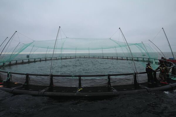 В Мангистау реализуется первый в Центральной Азии проект морской аквакультуры
В Мангистау реализуется первый в Центральной Азии проект морской аквакультуры
- Sputnik Казахстан