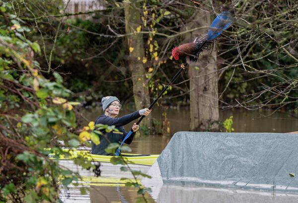 Кимбер Густин спасает петуха  из затопленного курятника во время наводнения в Берлингтоне, штат Вашингтон, США. - Sputnik Казахстан