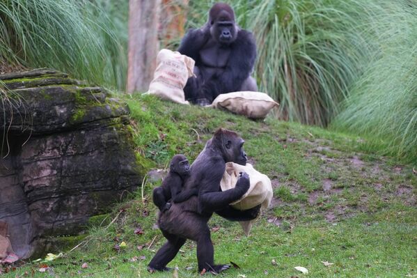 Гориллы осматривают рождественские мешки, подаренные сотрудниками Лондонского зоопарка во время мероприятия "Магия Рождества". - Sputnik Казахстан