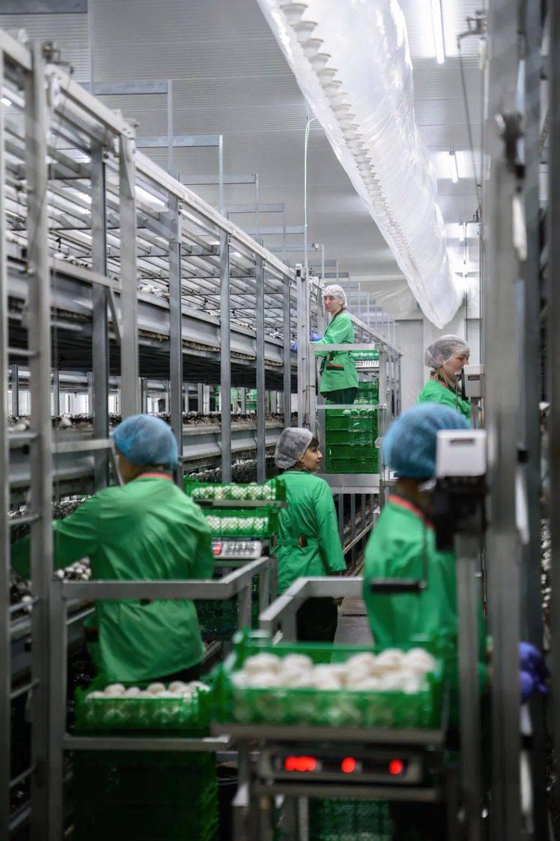 Петропавлда бірегей саңырауқұлақ фермасы ашылды - Sputnik Қазақстан, 1920, 21.12.2025