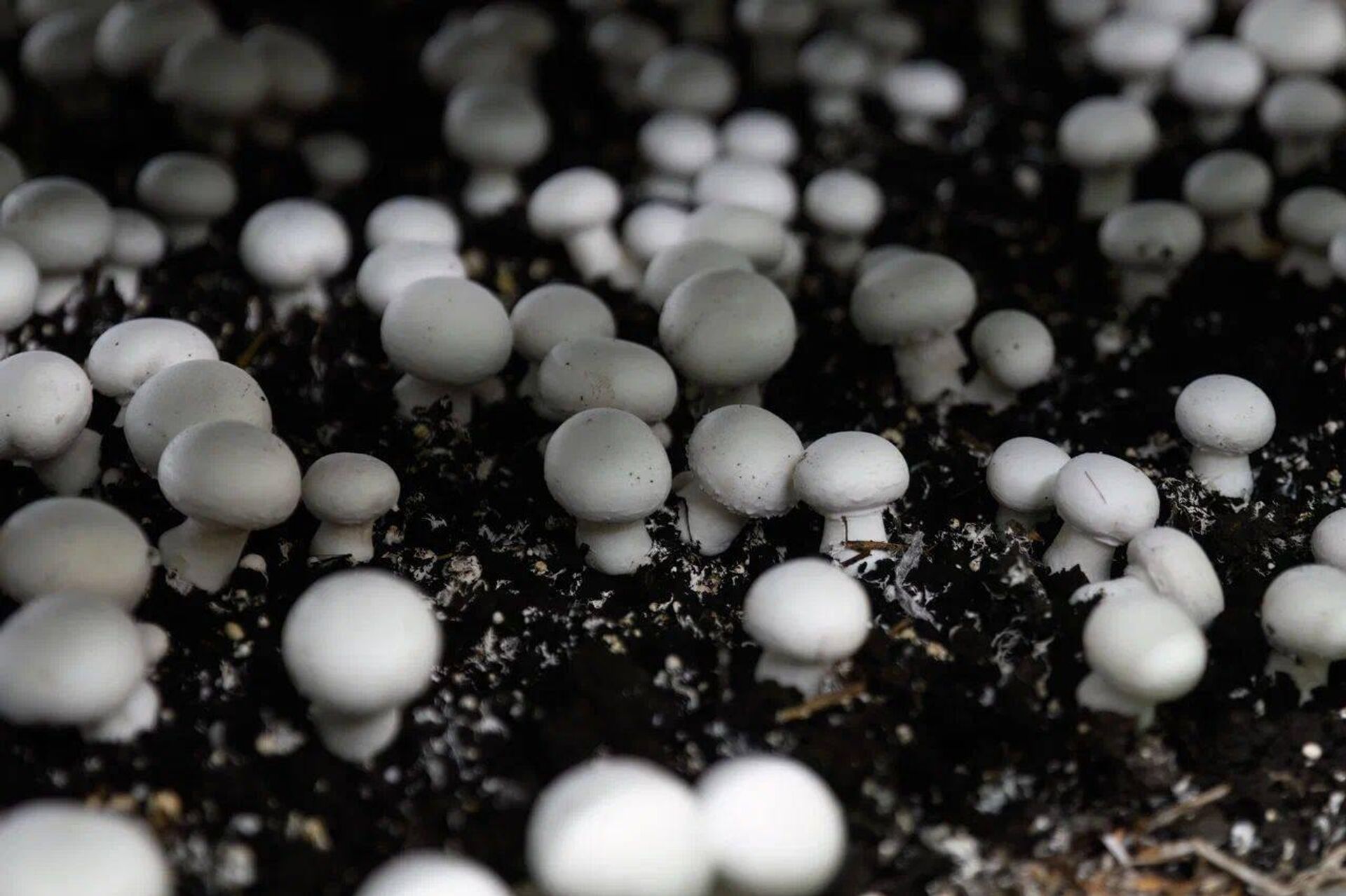 Петропавлда бірегей саңырауқұлақ фермасы іске қосылды - Sputnik Қазақстан, 1920, 21.12.2025