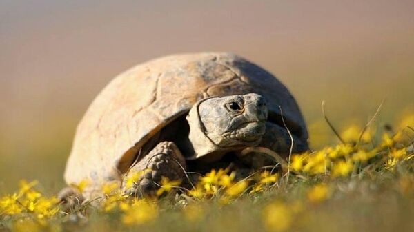 Среднеазиатская черепаха - Sputnik Казахстан