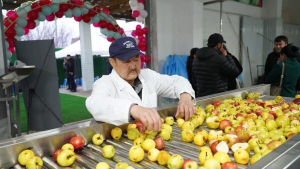 Түркістан облысында 5 мың тонна алма өңдейтін зауыт іске қосылды - Sputnik Қазақстан