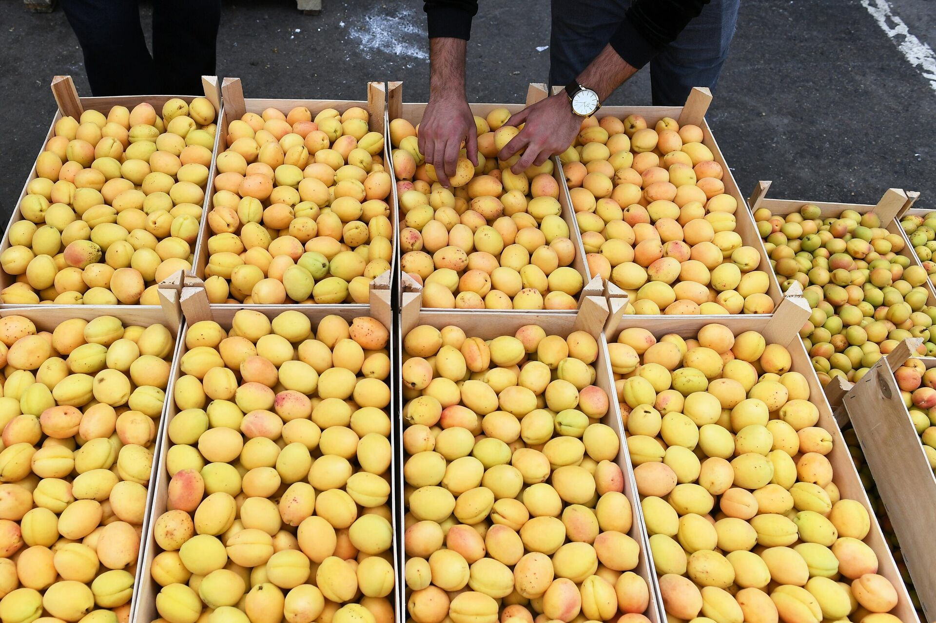 Абрикосы  - Sputnik Казахстан, 1920, 08.01.2026