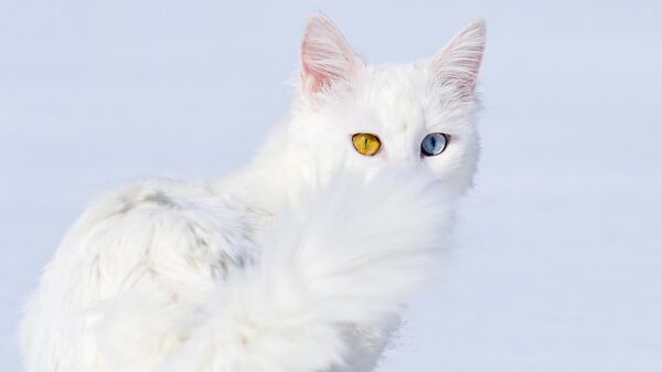 Кот, который содержится в приюте на кошачьей вилле Исследовательского и реабилитационного центра, Турция - Sputnik Казахстан