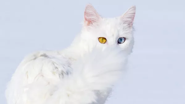 Кот, который содержится в приюте на кошачьей вилле Исследовательского и реабилитационного центра, Турция - Sputnik Қазақстан