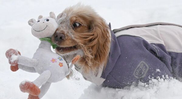 Собака играет на снегу во время прогулки по берегу Енисея в окрестностях Красноярска. - Sputnik Казахстан