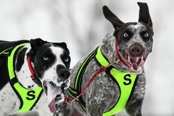 Зимние гонки на собачьих упряжках в Новосибирской области. - Sputnik Казахстан