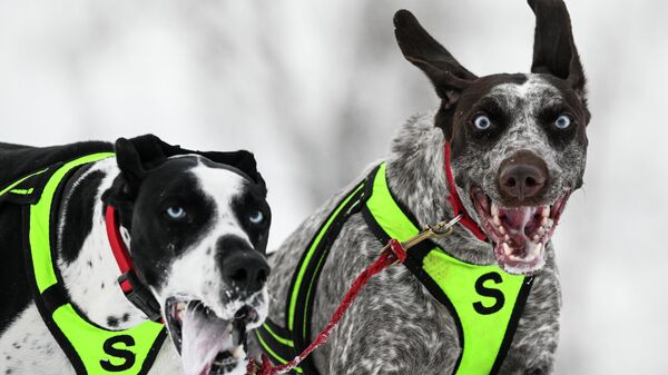 Гонки на собачьих упряжках Рождественский заезд - 2026 в Новосибирской области - Sputnik Казахстан