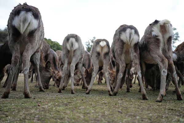 Сотрудники парка города Нара на западе Японии кормят оленей. - Sputnik Казахстан