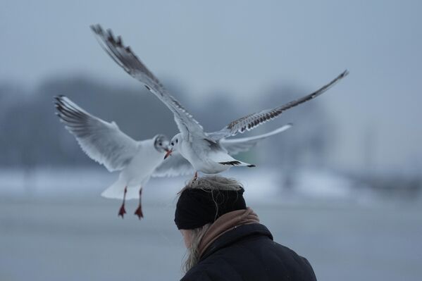 Чайка сидит на голове женщины, Германия. - Sputnik Казахстан