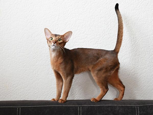 В пятерку самых красивых кошек мира также вошли самец канадского сфинкса из Франции и самец сибирской кошки LucianAurora, который также родом из Росии. - Sputnik Казахстан