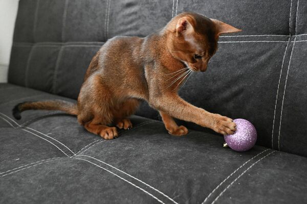 По итогам года  кот по кличке Дарлен Флер Далмор Блэк набрал более 19,7 тысяч баллов, опередив почти 1,5 тысяч участников из разных стран. Второе место заняла шотландская вислоухая кошка из Таиланда по имени Мелоди Шарм Пи-Шарк, которую отличает окрас "голубой арлекин" и яркие жёлто-оранжевые глаза. - Sputnik Казахстан