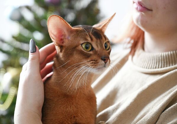 На звание чемпиона мира московского абиссинца выдвинул российский фелинологический клуб "РосКош". - Sputnik Казахстан