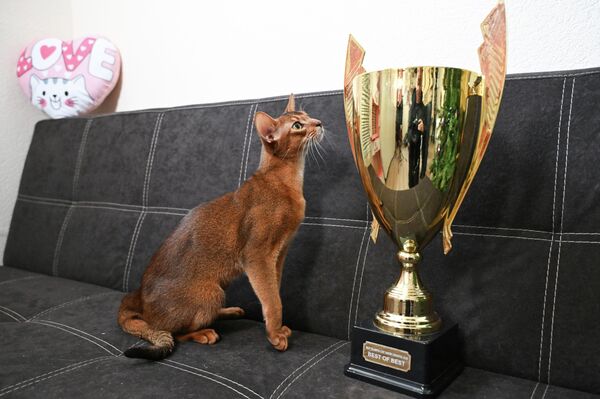 Породу абиссинских кошек вывели в Великобритании в конце XIX века на основе пород кошек Восточной Африки и Юго-Восточной Азии. Абиссинские кошки считаются одной из самых древних пород. Есть версия, что их предками были кошки, которых почитали как божества в Древнем Египте. - Sputnik Казахстан