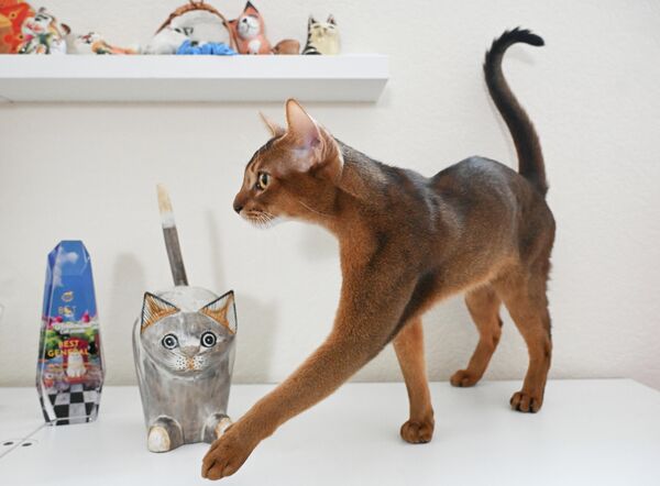 Кошки этой породы - одни из самых красивых и весьма энергичных пород. Абиссинцы по своей природе очень любопытны, общительны и "разговорчивы". Её шерсть отличается блестящим отливом, а кошачья фигура - особым изяществом. - Sputnik Казахстан