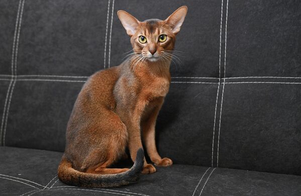 Всемирная федерация кошек была основана в 1988-м годаув Петрополисе, недалеко от Рио-де-Жанейро. Сегодня с организацией связаны около 280 клубов по всему миру. Федерация занимается развитием международного сотрудничества между фелинологическими организациями, а также формированием стандартов благополучия животных. - Sputnik Казахстан