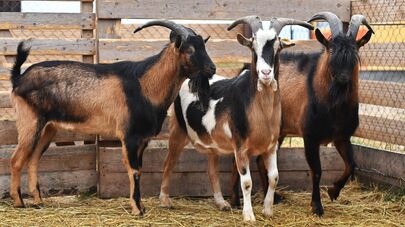 Козлы на козьей ферме, архивное фото