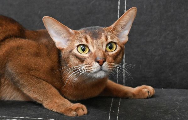 Кот Дарлен Флер Далмор Блэк занял первое место в ежегодном рейтинге самых красивых кошек мира по версии Всемирной федерации кошек (World Cat Federation, WCF). - Sputnik Казахстан