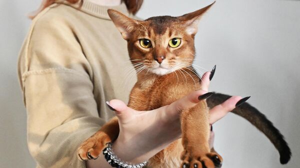 Абиссинский кот из России признан самым красивым котом в мире - Sputnik Казахстан