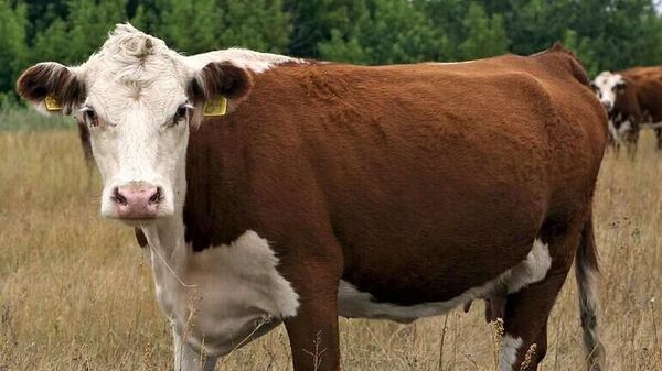 Казахская белоголовая порода коров - Sputnik Казахстан