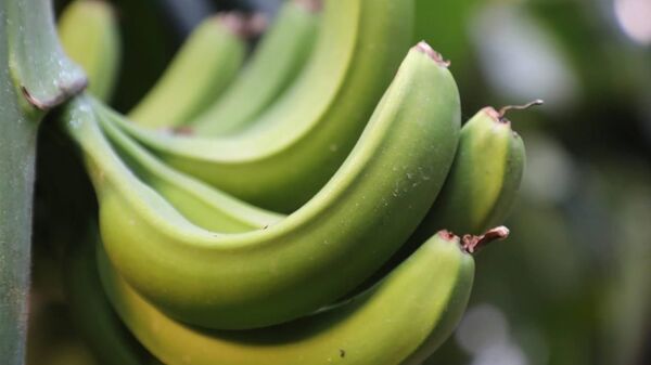 Бананы выращивают в теплице в Туркестанской области - Sputnik Казахстан