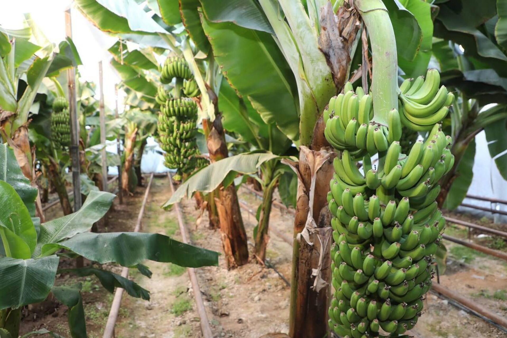 Бананы выращивают в теплице в Туркестанской области - Sputnik Казахстан, 1920, 24.01.2026