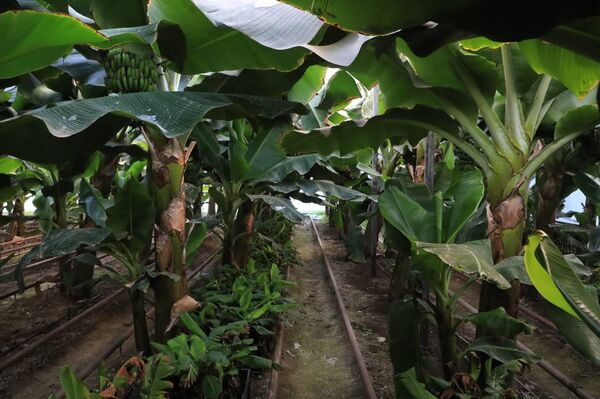 Бананы выращивают в теплице в Туркестанской области - Sputnik Казахстан