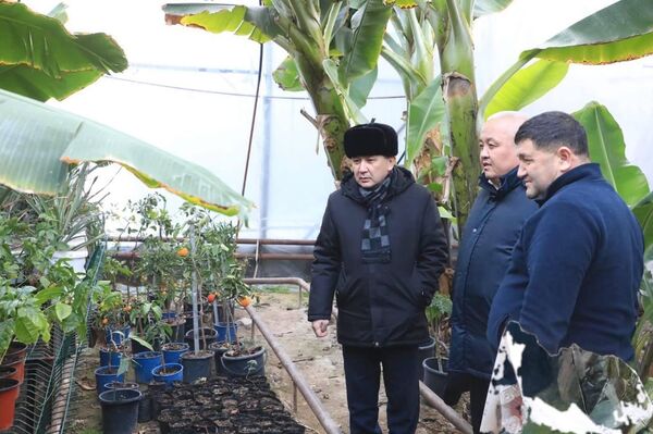 Бананы выращивают в теплице в Туркестанской области - Sputnik Казахстан