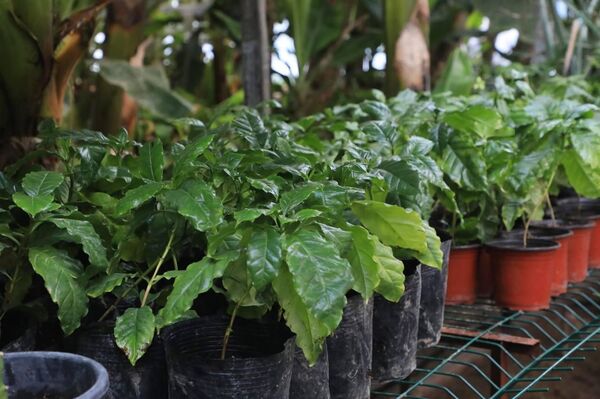 Бананы выращивают в теплице в Туркестанской области - Sputnik Казахстан