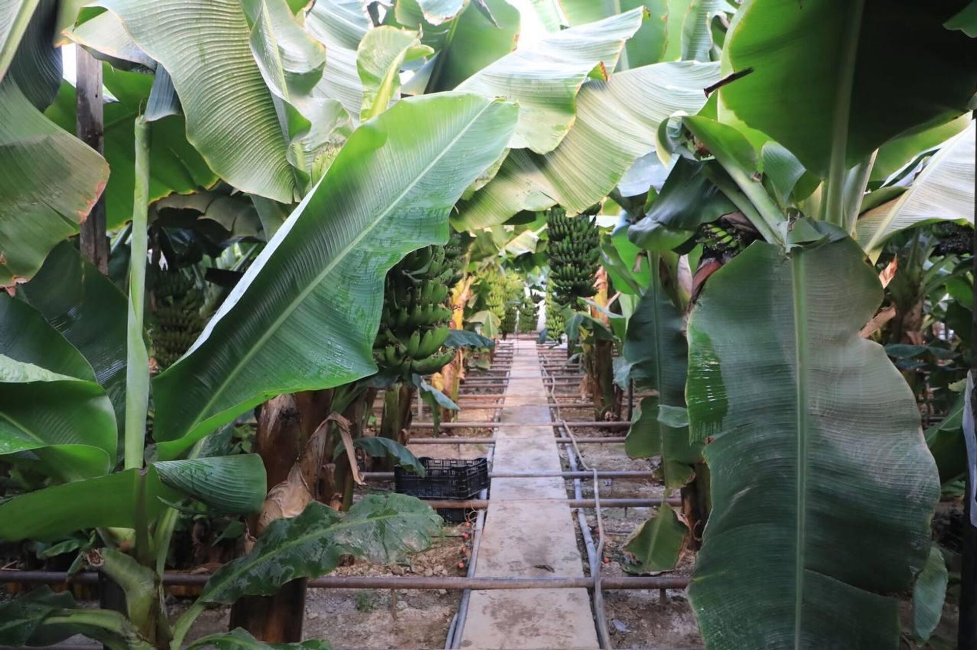 Бананы выращивают в теплице в Туркестанской области - Sputnik Казахстан, 1920, 24.01.2026