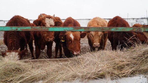 Қалмақ тұқымды ірі қара - Sputnik Қазақстан