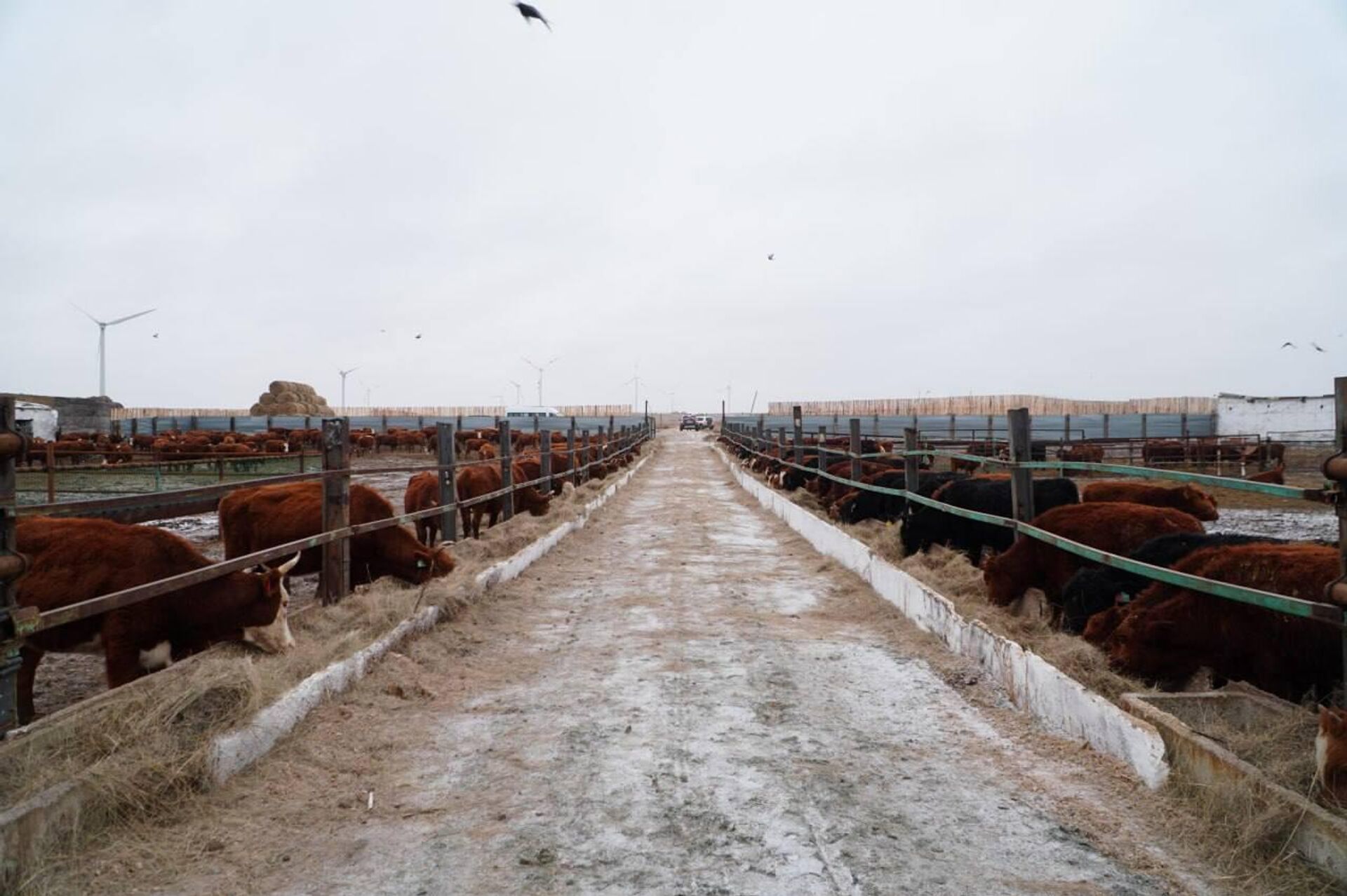 Коровы калмыцкой породы привезли в Акмолинскую область из России  - Sputnik Казахстан, 1920, 02.02.2026