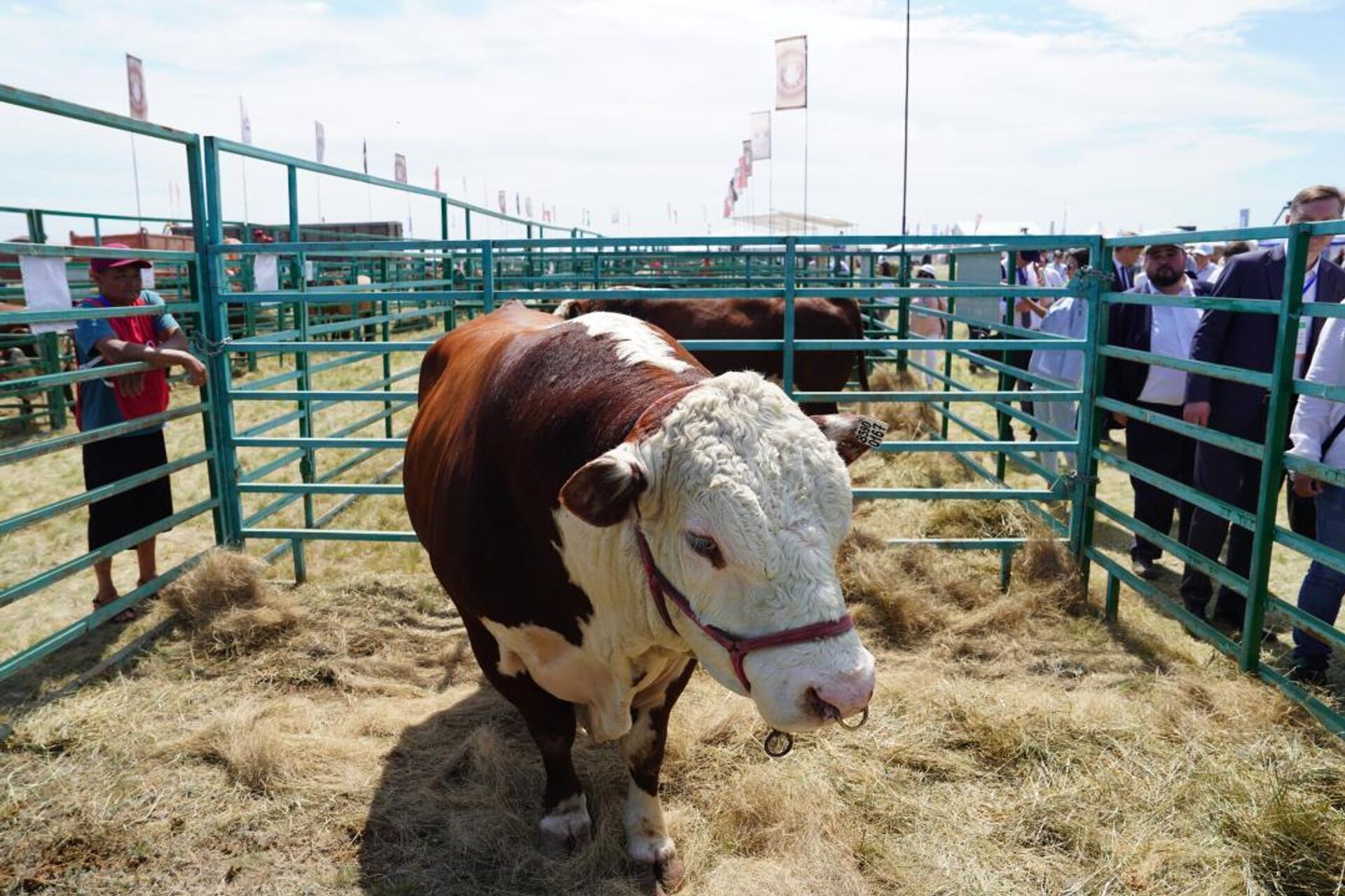 Крупный рогатый скот - Sputnik Казахстан, 1920, 03.02.2026