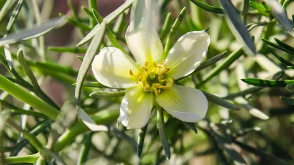 Гармала обыкновенная - Sputnik Казахстан