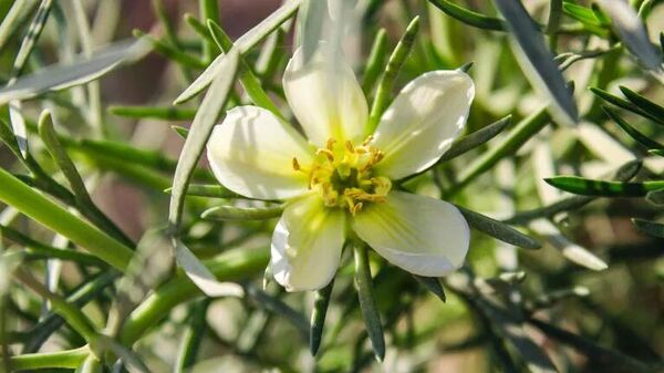 Гармала обыкновенная - Sputnik Казахстан