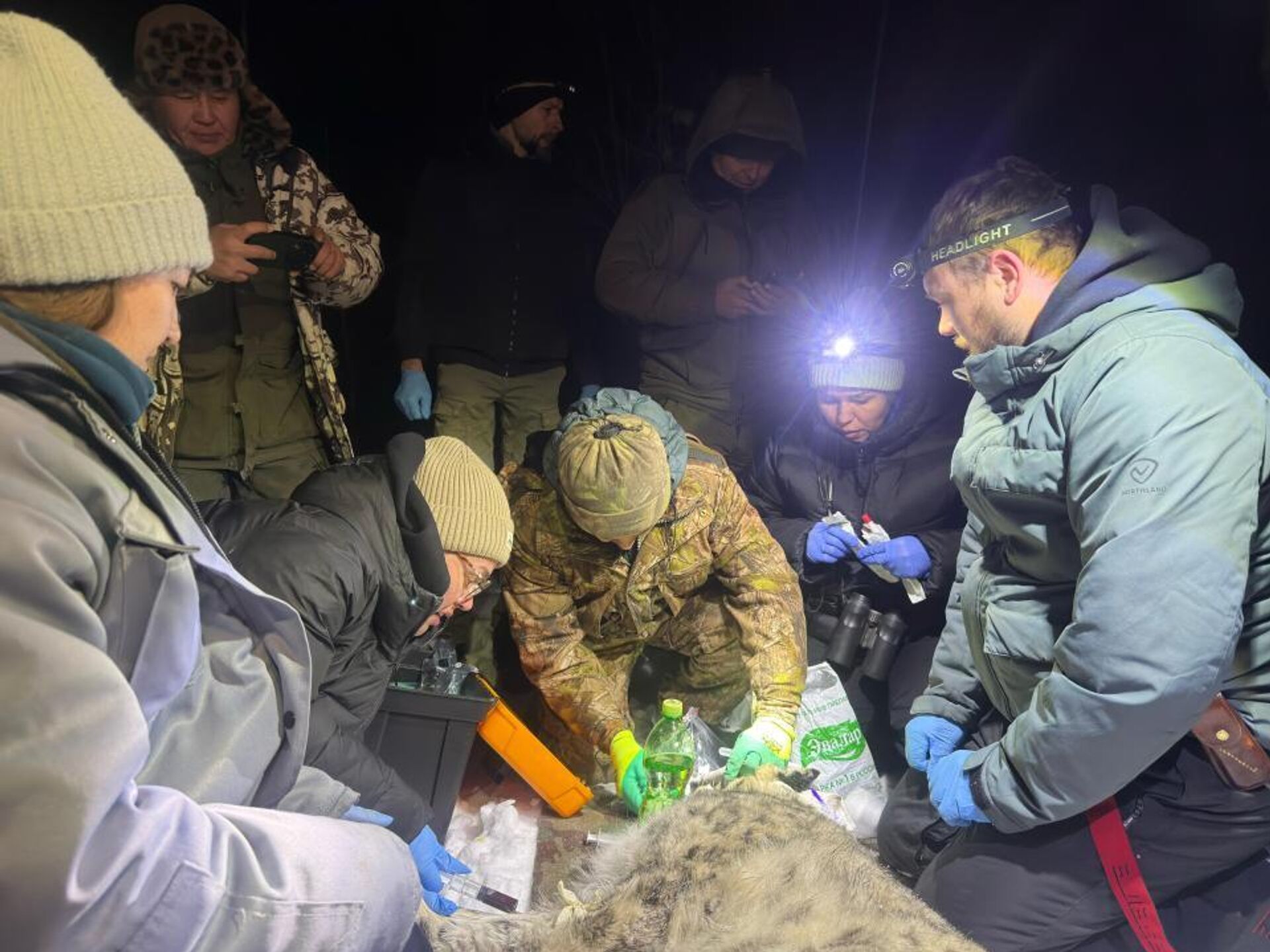 Снежному барсу установлен спутниковый ошейник для его защиты и мониторинга - Sputnik Казахстан, 1920, 05.02.2026