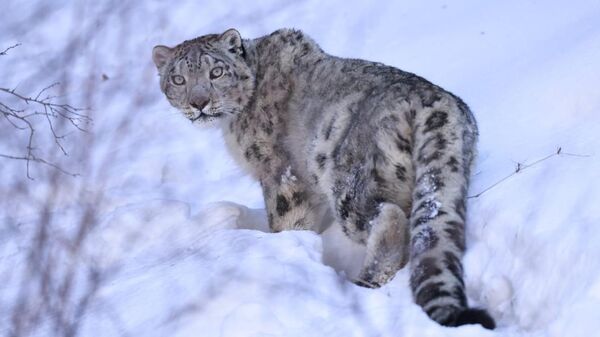 Снежный барс  - Sputnik Казахстан