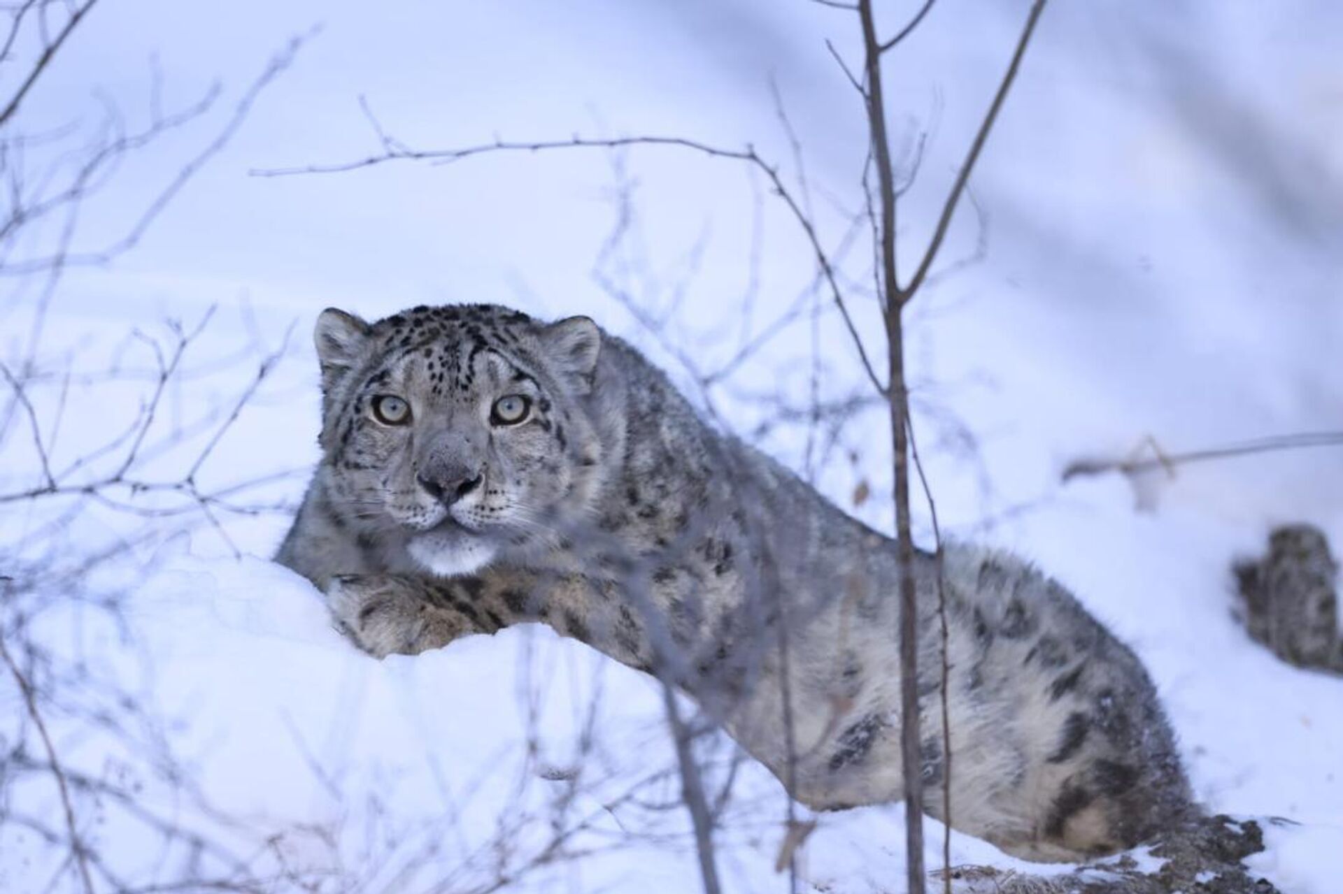 Снежный барс  - Sputnik Казахстан, 1920, 05.02.2026