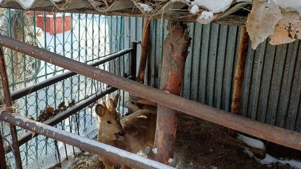 Семейде үй ауласынан сібір елігі табылды - Sputnik Қазақстан