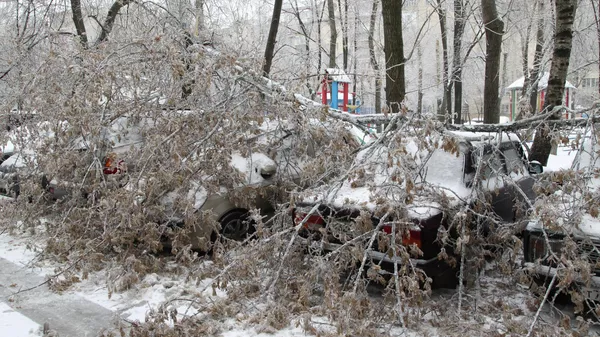 В Шымкенте на ребенка упало дерево