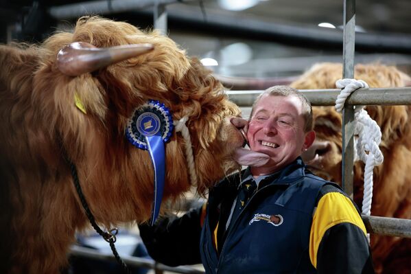 Хейлендская "бурёнка" дарит "поцелуй" фермеру во время подготовки к ежегодной весенней ярмарки в Шотландии. - Sputnik Казахстан