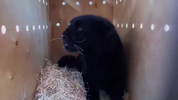 Самку дальневосточного леопарда привезли в Алматы из Екатеринбурга - Sputnik Қазақстан