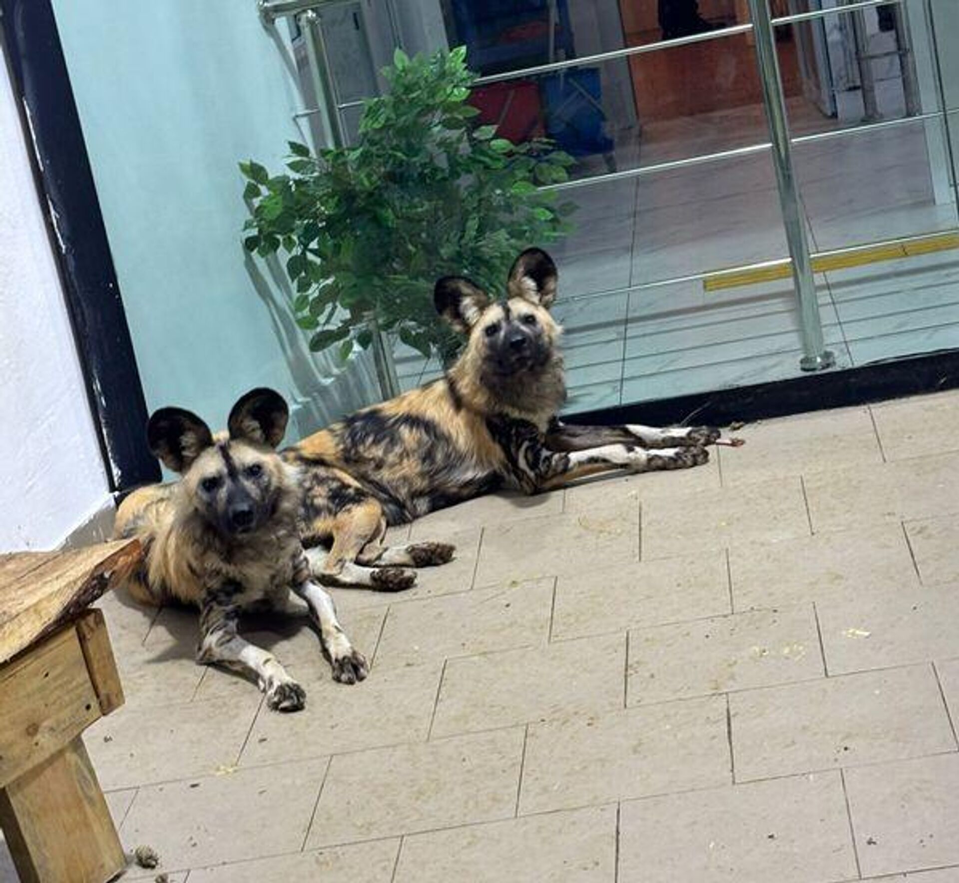 Краснокнижные гиены и гиеновидные собаки появились в Карагандинском зоопарке Краснокнижные гиены и гиеновидные собаки появились в Карагандинском зоопарке - Sputnik Казахстан, 1920, 18.02.2026