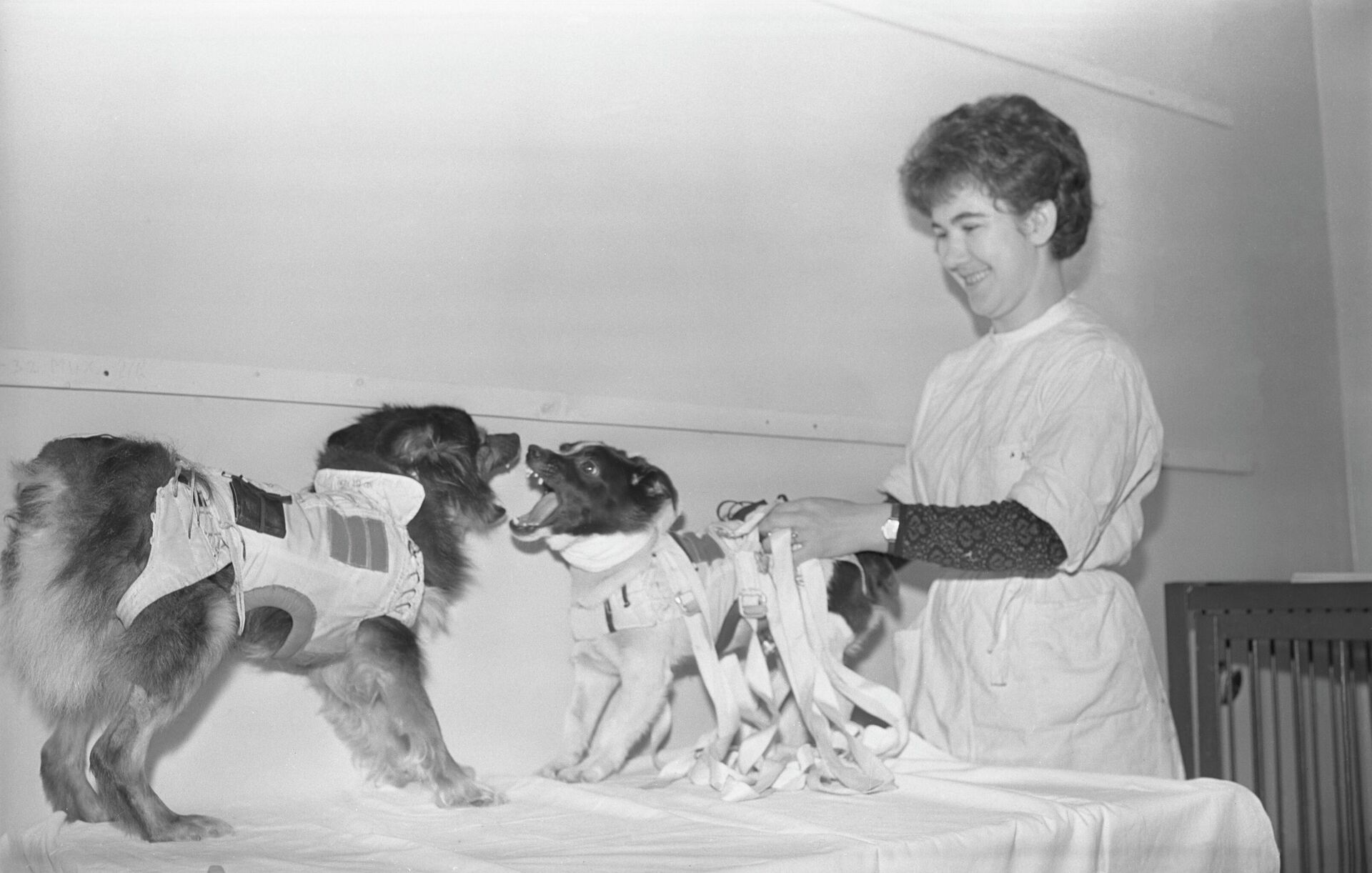 Собаки-космонавты Ветерок и Уголек, архивное фото - Sputnik Казахстан, 1920, 21.02.2026