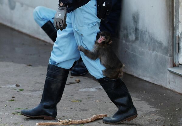 Чтобы спасти маленькую осиротевшую обезьянку, сотрудники зоопарка выкармливали её самостоятельно. Они поили малыша из бутылочки, согревали, чутко следили за его здоровьем и самочувствием, укрывали его одеялами в вольере, делали все возможное, чтобы хоть немного восполнить отсутствие материнской ласки.  - Sputnik Казахстан