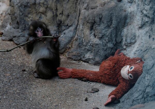 Чтобы малыш не чувствовал себя совсем одиноко, сотрудники зоопарка подбросили ему мягкие игрушки, в их числе был и плюшевый орангутан. В поисках защиты и тепла очень скоро малыш Панч привязался к плюшевой обезьяне, назначив ее своей "приемной матерью". Сотрудники зоопарка объяснили, что подобное поведение естественно для малыша, лишившегося родителей. - Sputnik Казахстан