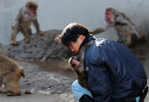 Не так давно на сироту Панча из японского зоопарка напал взрослый макак. На кадрах видео было видно, как малыш пострадал от атак крупной агрессивной особи. Малыш в страхе и ужасе бежал к своей плюшевой родительнице, чтобы спрятаться и защититься. Эти кадры растрогали до слёз добрую половину мира. - Sputnik Казахстан